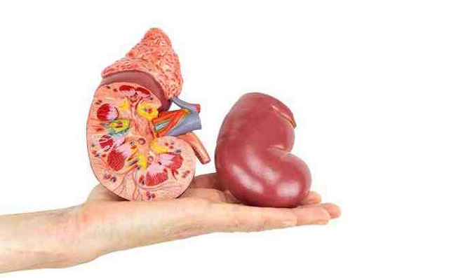 NAM THẬN BẢO GI&Aacute; BAO NHI&Ecirc;U