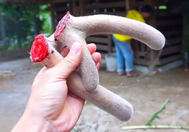 THÀNH PHẦN DƯỠNG THẬN KHANG