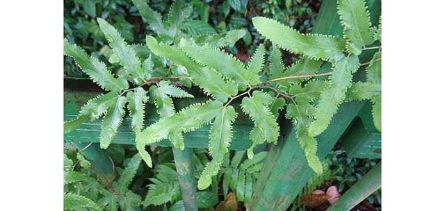 C&Aacute;CH D&Ugrave;NG VƯƠNG BẢO (1)