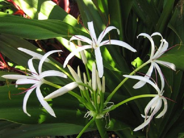 NGUỒN GỐC VƯƠNG BẢO